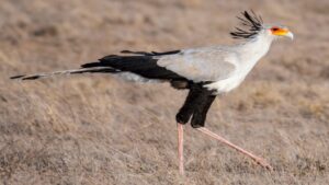 secretary bird