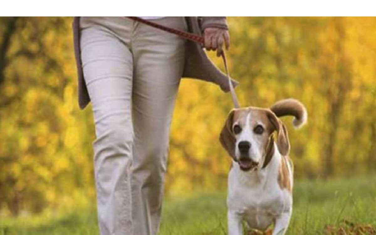 Action Will Be Taken Against Pet Lovers For Not Register Their Dogs