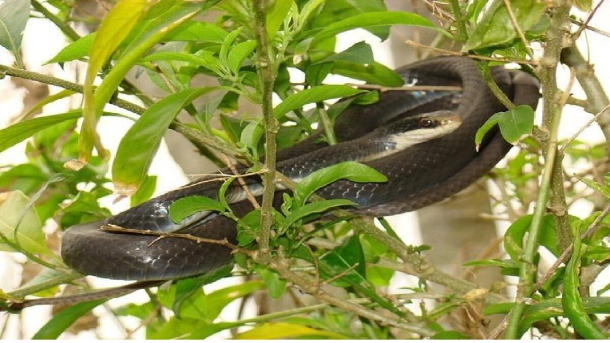 Snakes live on which plants