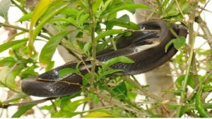 Snakes live on which plants