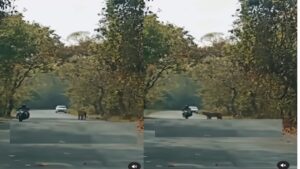 person came in front of the tiger