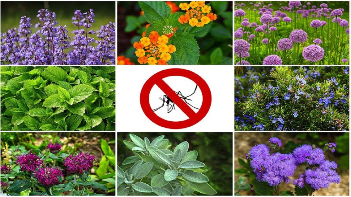 plants for mosquitoes