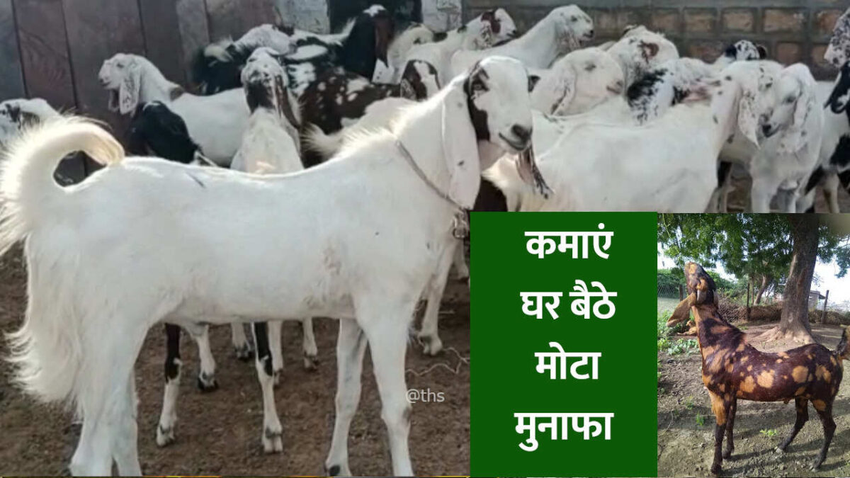 goat farming process in hindi