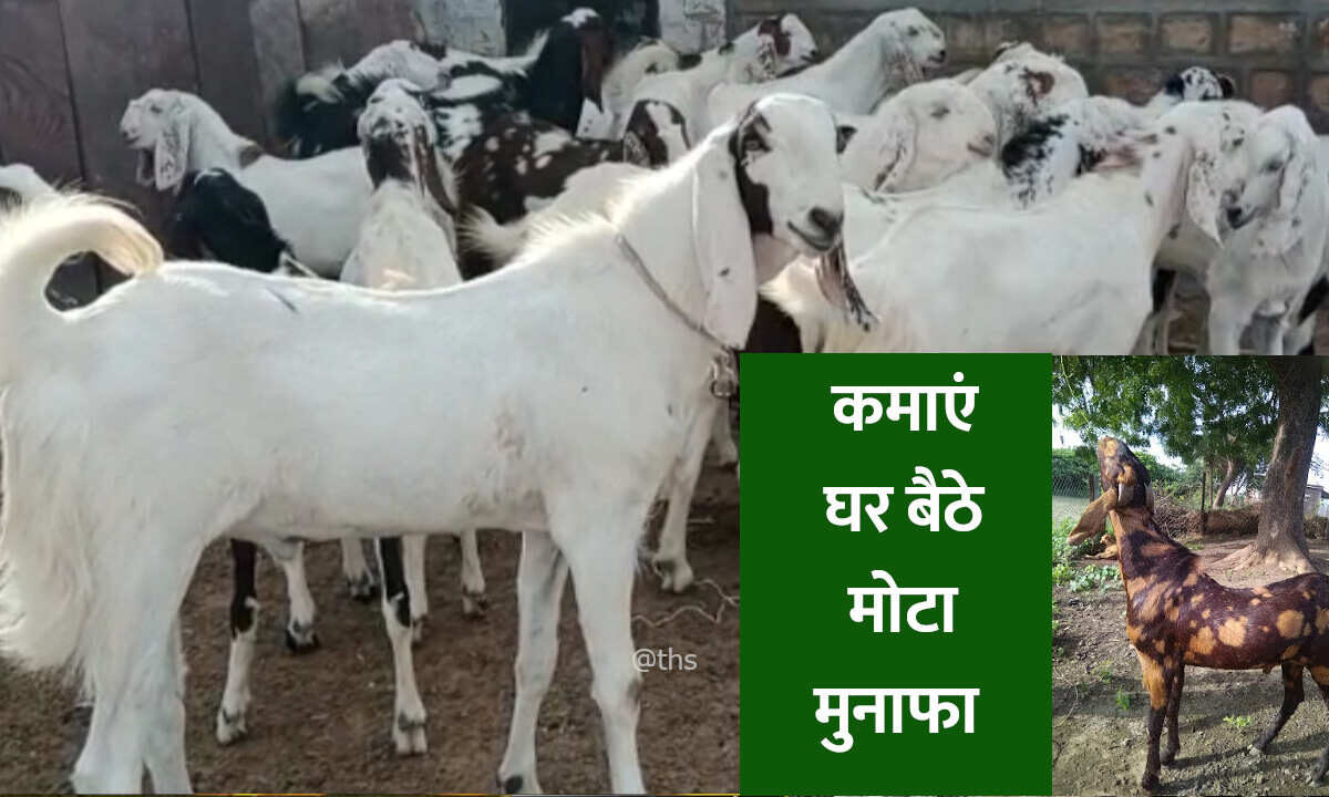goat farming process in hindi