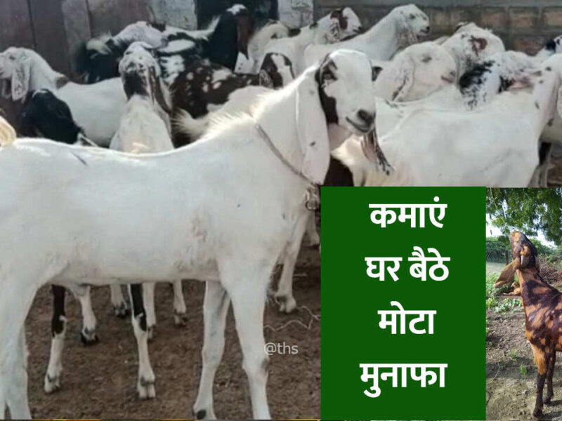 goat farming process in hindi