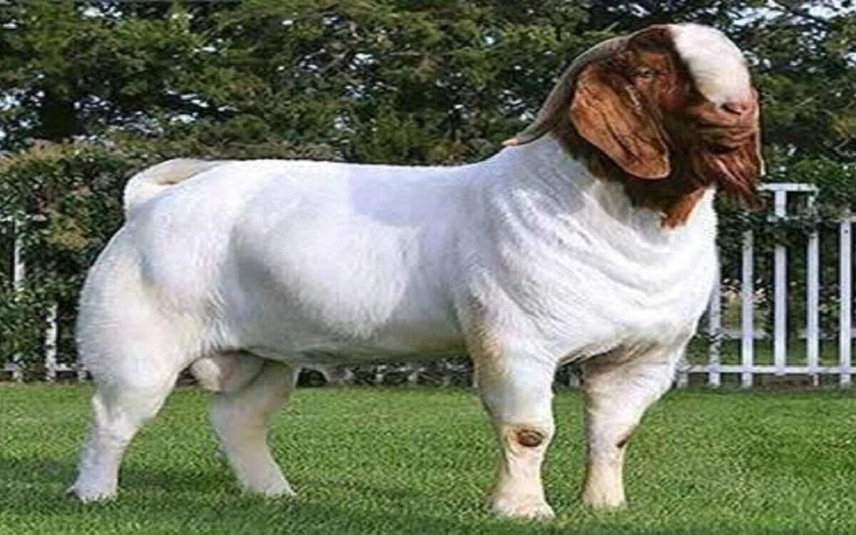 Goat farming