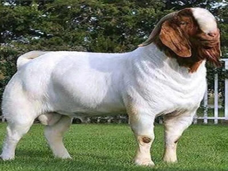 Goat farming