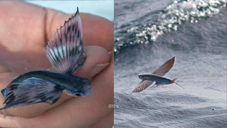 flying fish in kariri