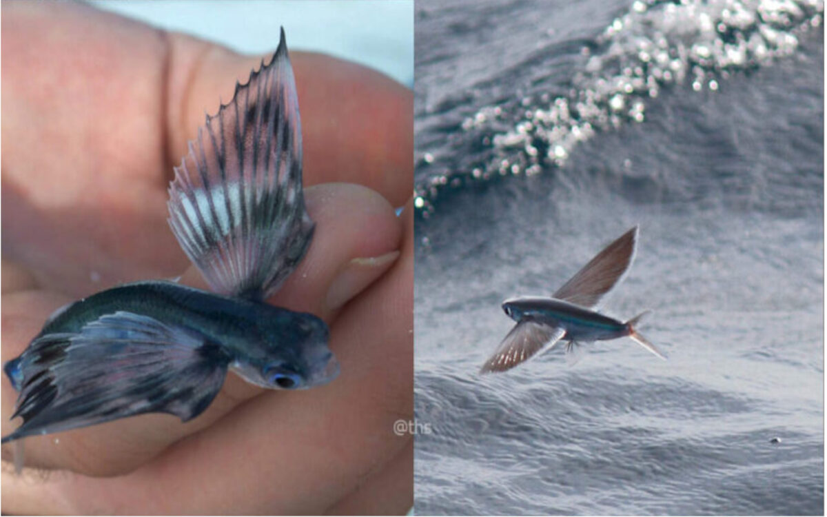 flying fish
