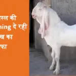 goat farming