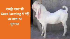 50 लाख का मुनाफा दे रहा बकरी पालन, ऐसे करें आवेदन