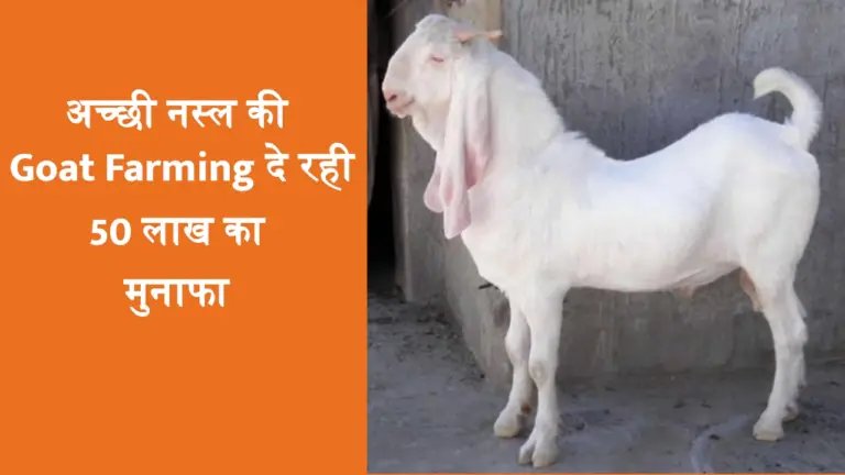 50 लाख का मुनाफा दे रहा बकरी पालन, ऐसे करें आवेदन