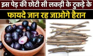 जीवन बदल देगी जामुन की लकड़ी, बस आज ही कर लें ये छोटा सा काम
