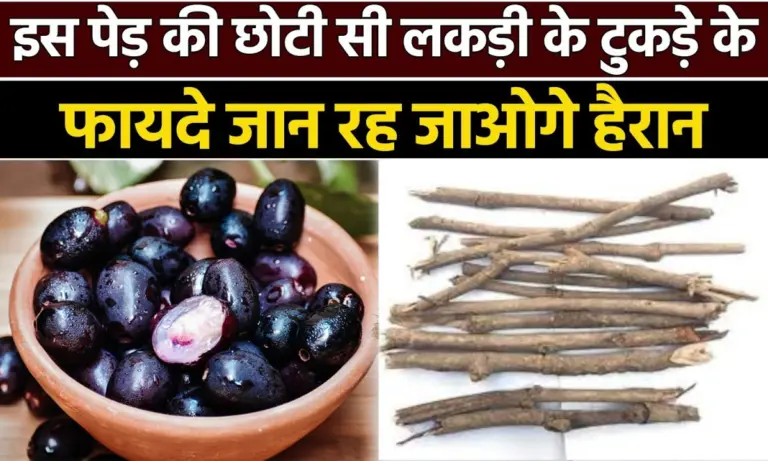 जीवन बदल देगी जामुन की लकड़ी, बस आज ही कर लें ये छोटा सा काम