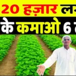 pudina ki kheti