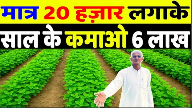 सिर्फ 10,000 रुपए से करें बिजनेस, कमाएं 2,00,000 रुपए महीना